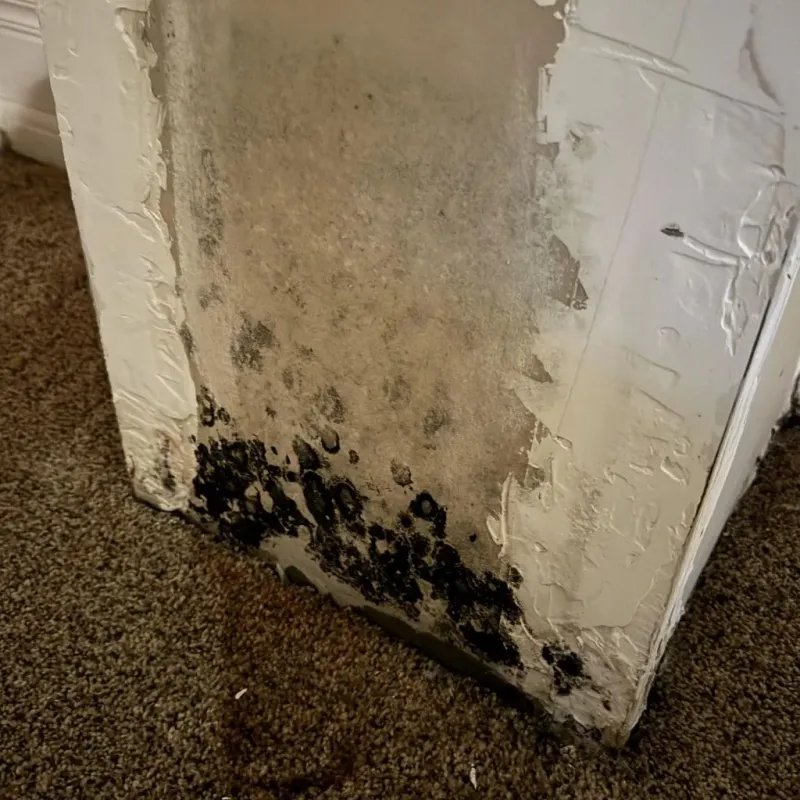 Professional Mold Removal in Plympton, MA
